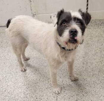 Terrier and Mixed Breed Dogs Available for Adoption in Kansas City, Missouri - Flirt | PetCurious