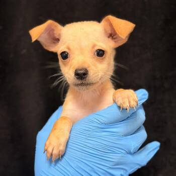 Lita Ford -  Chihuahua Dog for Adoption in San Antonio, Texas - Lita Ford | PetCurious