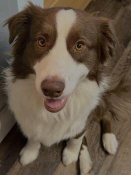 Azzaro -  Australian Shepherd Dog for Adoption in Davis, California - Azzaro | PetCurious