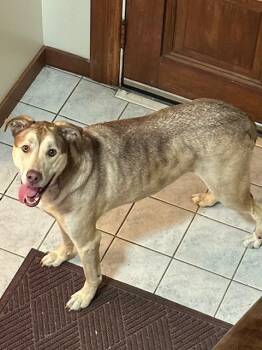 Rescue Husky and German Shepherd Dog Dogs for Adoption in Hummelstown, Pennsylvania - Bear | PetCurious