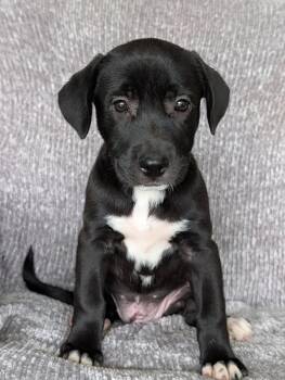 Heidi - the black and white puppy -  Labrador Retriever and Pit Bull Terrier Dog for Adoption in Ocean Township, New Jersey - Heidi - The Black And White Puppy | PetCurious