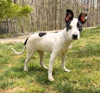 Terrier Dogs Available for Adoption in Dahlonega, Georgia - Gizmo  | PetCurious