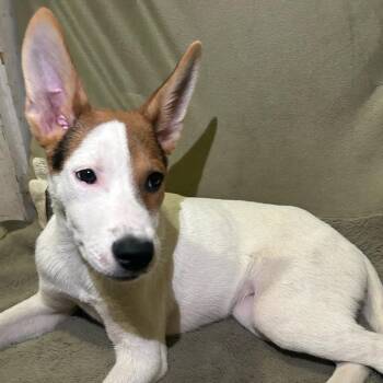 Brian -  Mixed Breed Dog for Adoption in Columbus, Georgia - Brian | PetCurious