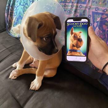 Malt Ball -  Boxer and Labrador Retriever Dog for Adoption in Nashville, Tennessee - Malt Ball | PetCurious