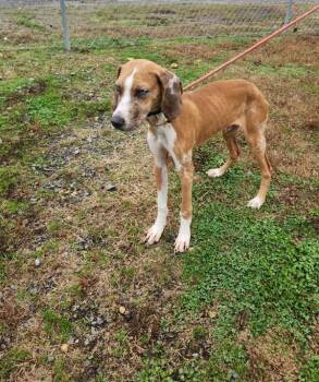 Bubba Green -  Hound Dog for Adoption in Cleveland, Tennessee - Bubba Green | PetCurious