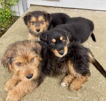 Dexter -  Australian Shepherd and Terrier Dog for Adoption in Glasgow, Kentucky - Dexter | PetCurious