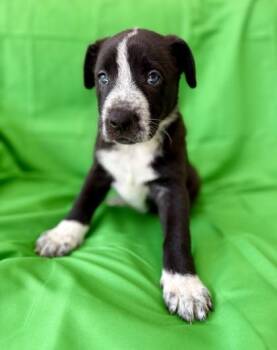 Terrier and Mixed Breed Dogs Available for Adoption - Hadley | PetCurious