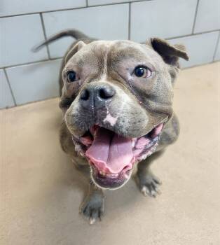 Geodude -  Mixed Breed Dog for Adoption in Nashville, Tennessee - Geodude | PetCurious