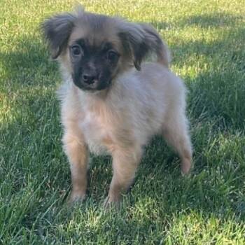 Wolfgang -  Shih Tzu Dog Available for Adoption in Antioch, California - Wolfgang | PetCurious