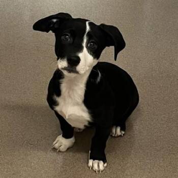 Terrier and Mixed Breed Dogs Available for Adoption - Tug Boat | PetCurious