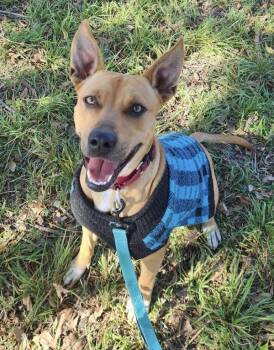 Carolina Dog Dogs Available for Adoption - Baby Girl | PetCurious