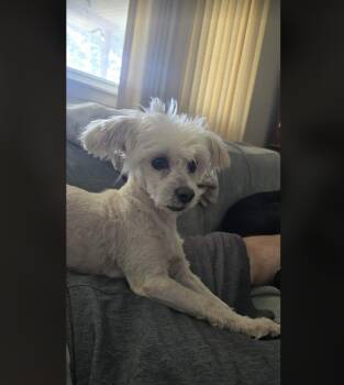 Earl -  Poodle Dog for Adoption in Uxbridge, Massachusetts - Earl | PetCurious