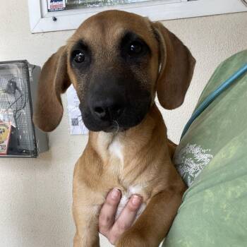 Murphy -  Hound and Mixed Breed Dog for Adoption in San Francisco, California - Murphy | PetCurious