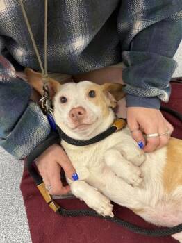 Bear -  Mixed Breed Dog Available for Adoption in Sevierville, Tennessee - Bear | PetCurious