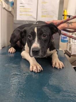Bruno -  Mixed Breed Dog for Adoption in Mobile, Alabama - Bruno | PetCurious