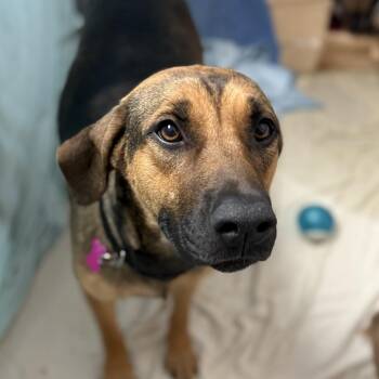 Hound Dogs Available for Adoption - Taipan | PetCurious