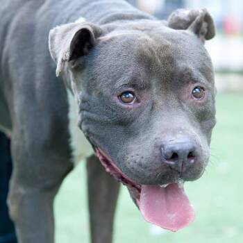 Maverick -  Mixed Breed Dog for Adoption in Memphis, Tennessee - Maverick | PetCurious