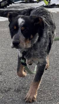Australian Cattle Dog Blue Heeler Dogs Available for Adoption - Woodrow | PetCurious