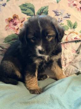 Flint - Wardell pups -  Labrador Retriever and Border Collie Dog for Adoption in Horn Lake, Mississippi - Flint - Wardell Pups | PetCurious