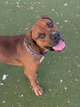 Ivan -  Mixed Breed and Pit Bull Terrier Dog for Adoption in Austin, Texas - Ivan | PetCurious