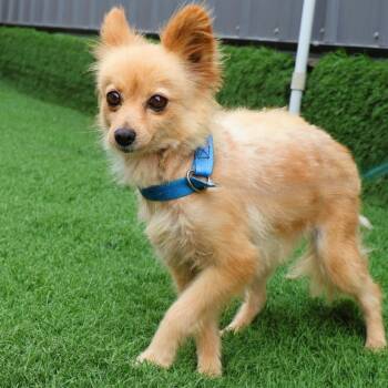 Treva -  Pomeranian Dog for Adoption in Northbrook, Illinois - Treva | PetCurious