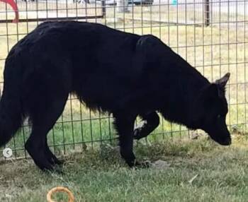 Rescue German Shepherd Dog Dogs for Adoption in Brookfield, Connecticut - Nikola | PetCurious