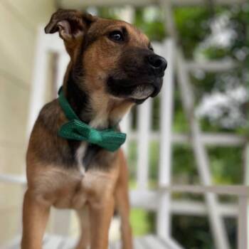 Callum -  Shepherd and Mixed Breed Dog for Adoption - Callum | PetCurious
