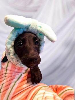 Presto -  Poodle Dog for Adoption in Richmond, Kentucky - Presto | PetCurious