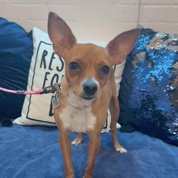 Rescue Chihuahua and Fox Terrier Dogs for Adoption in Yaphank, New York - Ella | PetCurious
