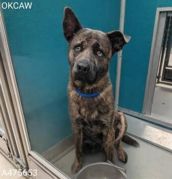 TEDDY -  Chow Chow and Mixed Breed Dog for Adoption in Oklahoma City, Oklahoma - TEDDY | PetCurious