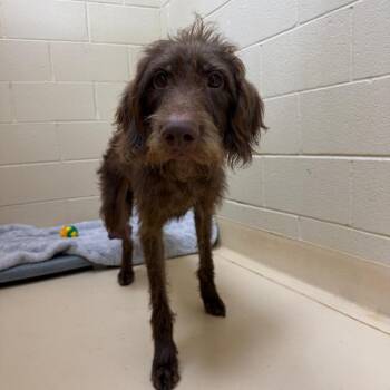 Houdini -  Terrier Dog for Adoption in Winston-salem, North Carolina - Houdini | PetCurious