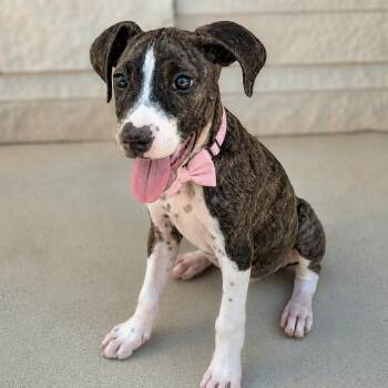 Raisinette -  Terrier Dog for Adoption in Helena, Alabama - Raisinette | PetCurious