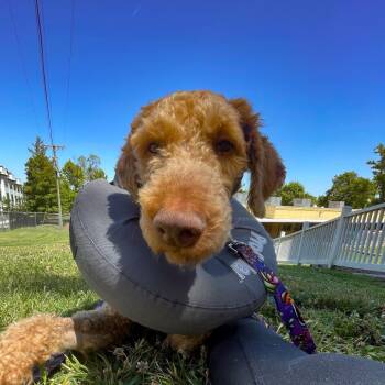 Cosmo -  Poodle and Mixed Breed Dog for Adoption in Nashville, Tennessee - Cosmo | PetCurious
