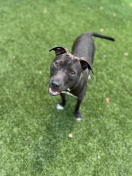 Rescue Pit Bull Terrier Dogs for Adoption in Salisbury, North Carolina - Skeeter | PetCurious