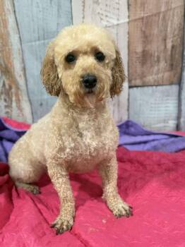 Rescue Miniature Poodle Dogs for Adoption in Wheelersburg, Ohio - Lexie | PetCurious