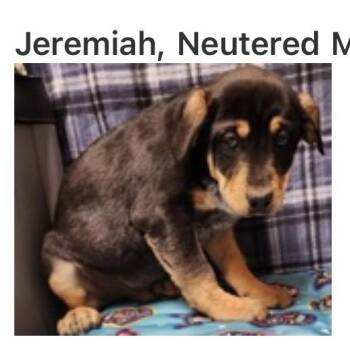 Shepherd Dogs Available for Adoption - 210 (2026) Jeremiah | PetCurious