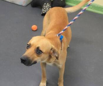 Spock -  Black Mouth Cur and Mixed Breed Dog for Adoption in Picayune, Mississippi - Spock | PetCurious