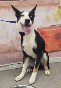 Australian Kelpie and Mixed Breed Dogs Available for Adoption in San Bernardino, California - AMY | PetCurious