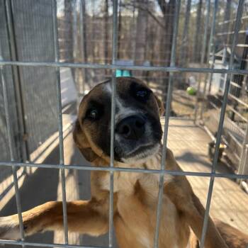 Mixed Breed Dogs Available for Adoption - Jerry | PetCurious