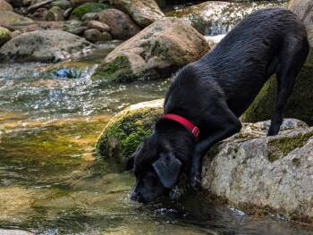 Indy -  Labrador Retriever and Pit Bull Terrier Dog for Adoption in Princeton, Massachusetts - Indy | PetCurious
