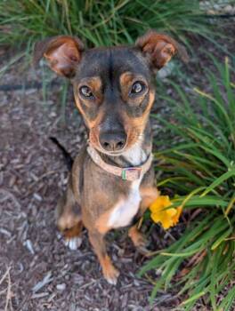 Shine -  Miniature Pinscher and Chihuahua Dog for Adoption in Littleton, Colorado - Shine | PetCurious