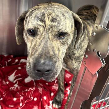 Terrier Dogs Available for Adoption in St. Louis, Missouri - Marty McFly | PetCurious