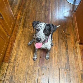 *Courtesy Listing - Possum -  Australian Cattle Dog Blue Heeler Dog for Adoption in Tuscaloosa, Alabama - *Courtesy Listing - Possum | PetCurious
