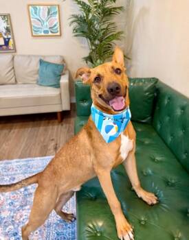 Pierre Jett The Goofiest Sweet Boy -  German Shepherd Dog and Black Mouth Cur Dog for Adoption in Friendswood, Texas - Pierre Jett The Goofiest Sweet Boy | PetCurious
