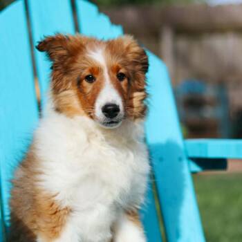 Shetland Sheepdog Sheltie Dogs Available for Adoption in Rochester, Minnesota - Butterscotch | PetCurious
