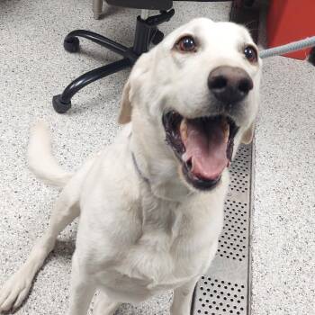 Carly -  Yellow Labrador Retriever Dog for Adoption in Reno, Nevada - Carly | PetCurious