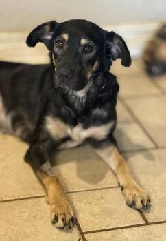 Esther -  Shepherd Dog for Adoption in Silsbee, Texas - Esther | PetCurious