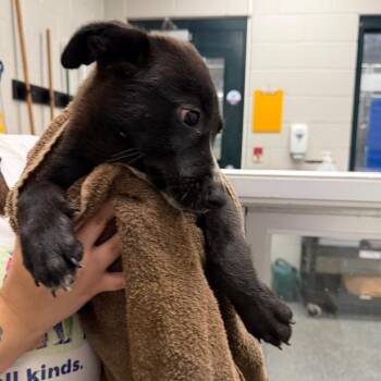 Betty -  Mixed Breed Dog for Adoption in Walker, Michigan - Betty | PetCurious