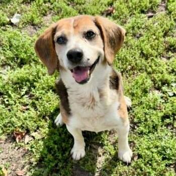 Boomer -  Beagle Dog for Adoption in Rushville, Illinois - Boomer | PetCurious