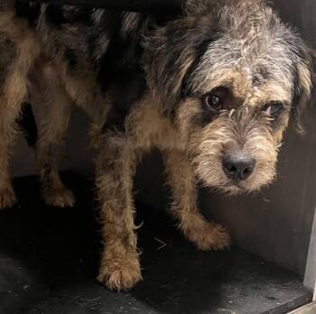 Rescue Terrier and Mixed Breed Dogs for Adoption in Pearland, Texas - YOSEMITE | PetCurious